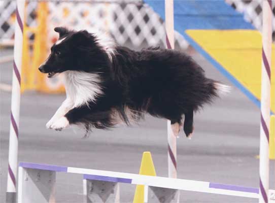 Sagebrush Shelties Agility